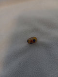 J 165  Focal Point Bead Silver and Morano Glass