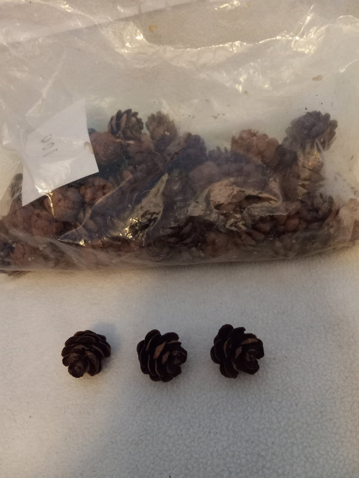 100 Mini Pinecones for Crafts